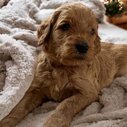 Velvet- light purple - Apricot Goldendoodle puppy in Augusta, Maine from Bridgewood Doodle Farm LLC.