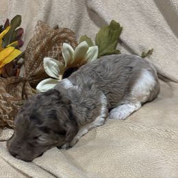 Professor - Merle male Labradoodle puppy in Somerset, California from Annie’s Animals