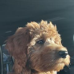 Whoodle All Grown Up from Perri’s Whoodles