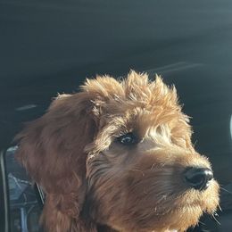 Whoodle All Grown Up from Perri’s Whoodles