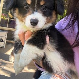Green fluffy boy - Black and tan male American Corgi puppy in Castle Rock, Washington from R and b corgis and farm