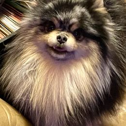 Yogi - Pomeranian