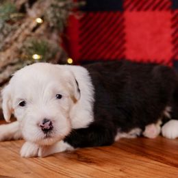 Noel - Gray and white female Old English Sheepdog puppy in Cleveland, Tennessee from Narrow Path Old English & Sheepadoodles