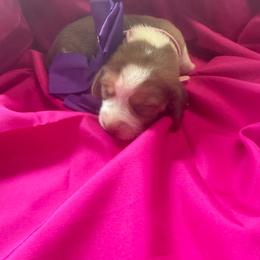 Girl 2 - Red and white female Beagle puppy in Dime Box, Texas from Kuehlers Kavaliers