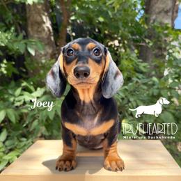 Joey - Black and tan male Dachshund puppy in Royse City, Texas from Truehearted Miniature Dachshunds