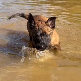 Cinnamon - Fawn female Belgian Malinois puppy in Andersonville, Tennessee from Working W Kennels