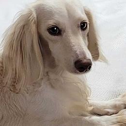 Chanel - Dachshund