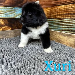 Xuri - White and black Newfoundland puppy in Tully, New York from Bear Paw Newfoundlands