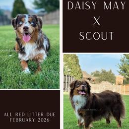 Toy Australian Shepherd puppies from Outland Toy & Mini Aussies