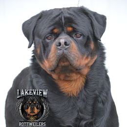 Houston - Rottweiler