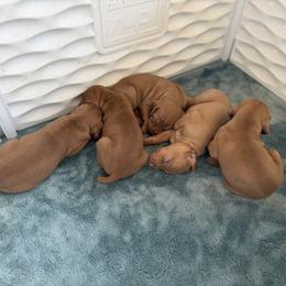Vizsla Puppies from Firestone Vizslas