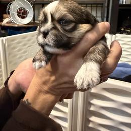 Hickory - Brindle male Lhasa Apso puppy in Waterford, Connecticut from Floofie Butts