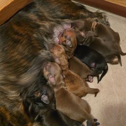 Dachshund Puppies from Tumbleweed Dachshunds