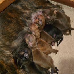 Dachshund Puppies from Tumbleweed Dachshunds