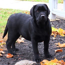 Tina - Black female Labrador Retriever puppy in Camden, Ohio from Prebleridge Acres