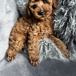 Poodle Puppies from Anna Jack