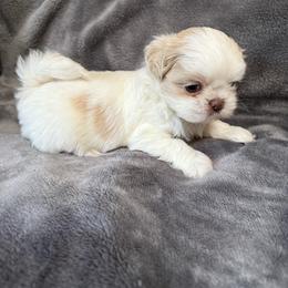 Boy 3 - Gold and white male Shih Tzu puppy in Birch River, West Virginia from Karen's Shih Tzus