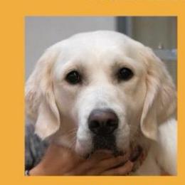 Jenny - Golden Retriever