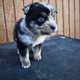 Mikey - Blue merle male Toy Australian Shepherd puppy in Leonard, Texas from Tin Roof Aussies