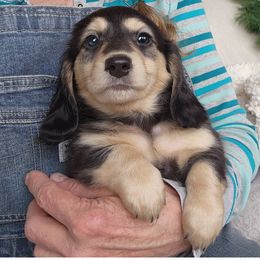Forest - Black and cream male Dachshund puppy in Grants Pass, Oregon from vom Treuen Wachter