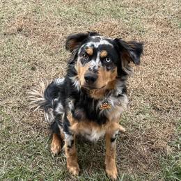 Miniature Australian Shepherd All Grown Up from Norby's Mini Aussies