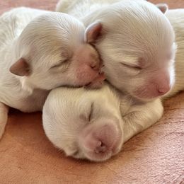 Maltese All Grown Up from MiaMiaMaltese Colorado