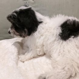 Cotons de Tulear from Joyce's Coton de Tulear