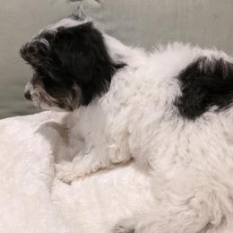 Cotons de Tulear from Joyce's Coton de Tulear