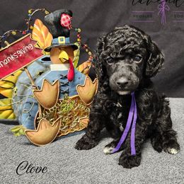 Clove - Black female Poodle puppy in Mancelona, Michigan from Lavender poodles & doodles