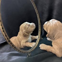 Working homes needed Fenloch Sorrel - Red male English Cocker Spaniel puppy in Phillips, Nebraska from Fenloch Gundogs