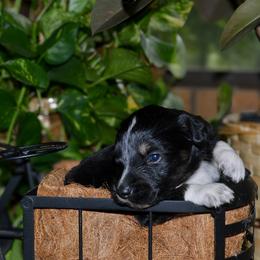 Raven - Black tri-color female Australian Shepherd puppy in Marshall, Texas from Flying S Aussies