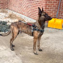 Stellar's Anything but Uranus (Gordo) - Gold brindle male Dutch Shepherd puppy in Lake City, Florida from Crosspointe Canines