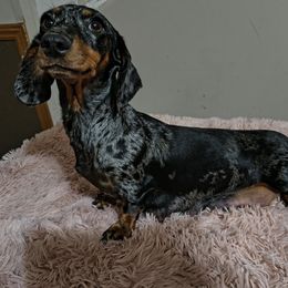 Millie - Dachshund