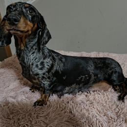 Millie - Dachshund