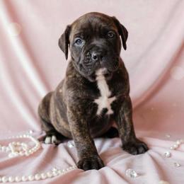 Female 1 - Chestnut brindle female Cane Corso puppy in Haslet, Texas from Trained To Go Corso Kennels (T.T.G. Corso Kennels)