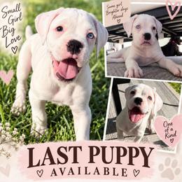 Yellow Collar - White female Boxer puppy in Howey In The Hills, Florida from Bayla Belle & Blossom's Boxers