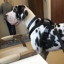 Helix - Great Dane
