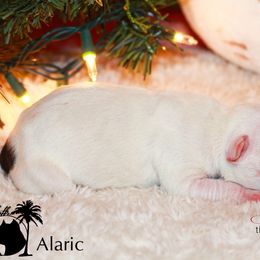 Alaric - American Staffordshire Terrier puppy in Powhatan, Virginia from Ohana Amstaffs and Aussies