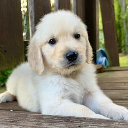 Cash - Light golden male Golden Retriever puppy in Doniphan, Missouri from Stockford’s Golden Retrievers
