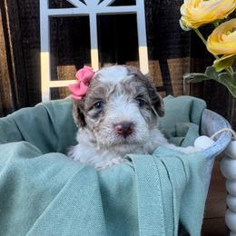 Snickers - Merle female Goldendoodle puppy in Etna, California from SRS Goldendoodles