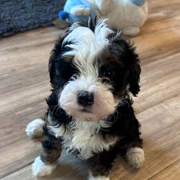 Woods - Tri-color male Bernedoodle puppy in Lincoln, Nebraska from GRand Doodles