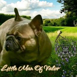 Little Man of Valor - Blue fawn male French Bulldog puppy in Cullman, Alabama from Divine Hill Farm