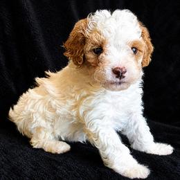 Bichon Frise and Poodle Puppies from Daisy Pups
