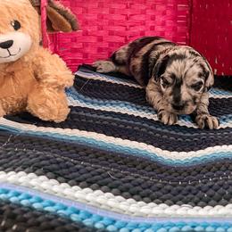 Goldendoodle Puppies from The Dood Effect