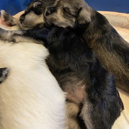 Miniature Schnauzer and Poodle Puppies from Bits & Bytes Farm