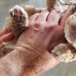 Aussiedoodle Puppies from Abbott Family Farm