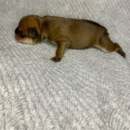 Carmelo - Liver male French Bulldog puppy in Coatesville, Pennsylvania from The Chipper Frenchie