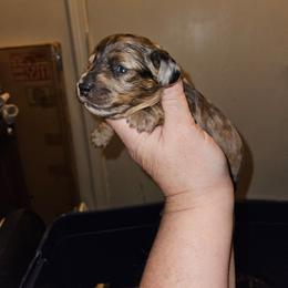 Girl 1 - Dapple female Dachshund puppy in Lansing, Michigan from Black Thunder 517 Cane Corso and Dachshunds