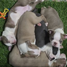 Boston Terrier Puppies from Emerald Moon Bostons