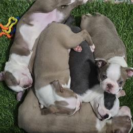 Boston Terrier Puppies from Emerald Moon Bostons